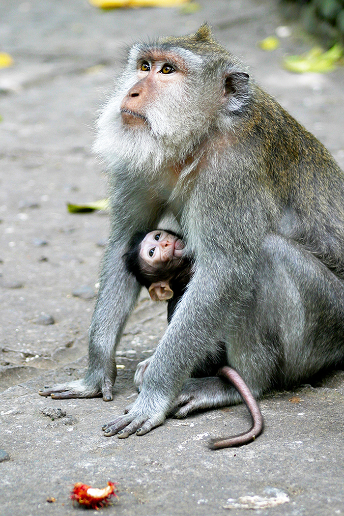 A female monkey nursing her baby in the sacred monkey forest in Ubud while the baby looks upward while suckling on the nipple.