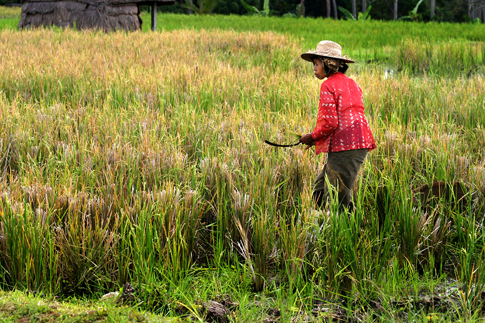 Woman in a bright red jacket and straw hat carrying a machete and tending to the rice paddies in Ubud Bali.