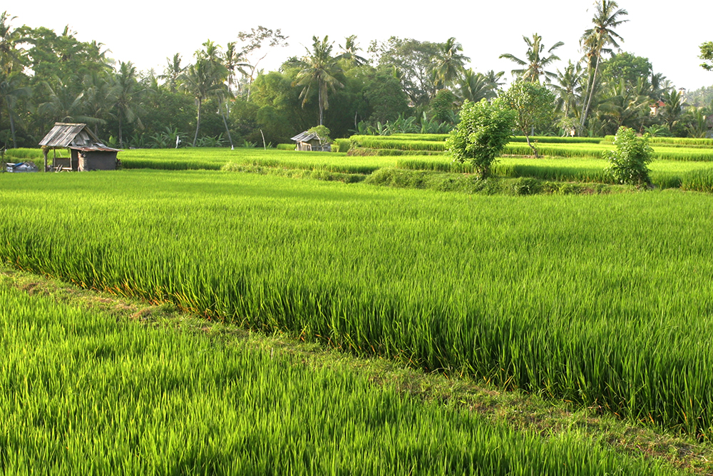 Wide view of lush green rice paddies lined by palm trees.