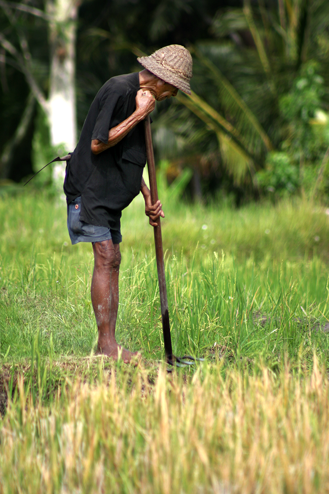 Old and weathered man in straw hat using a rake to tend the rice paddies in Ubud Bali.