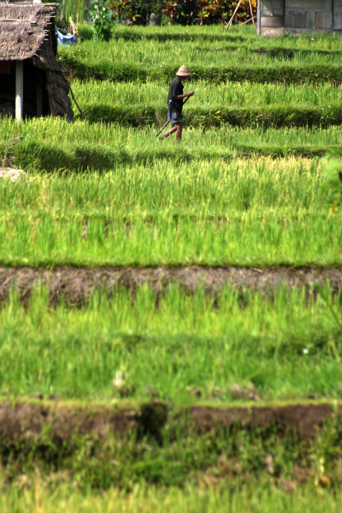 Man in straw hat working in lush green ride paddies in Ubud Bali.