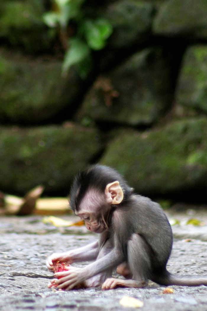 A baby long-tailed macaque locates a snack to play with in the Sacred Monkey Forest in Ubud Bali.
