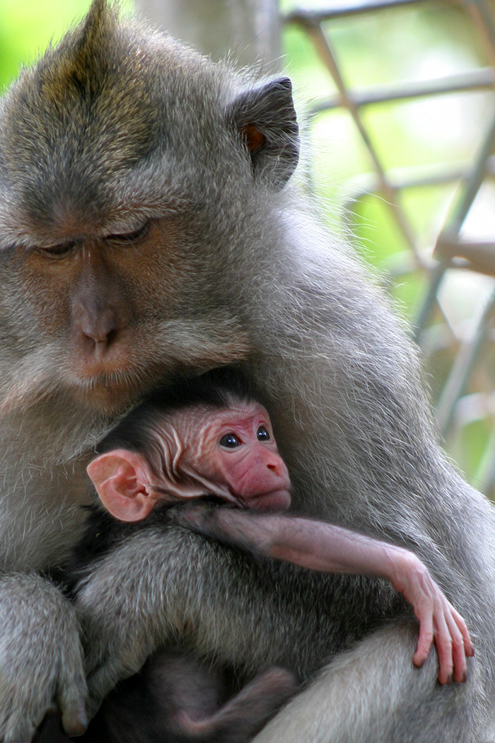 Female monkey protectively cradling her offspring in the Sacred Monkey Forest as the baby looks off into the distance.
