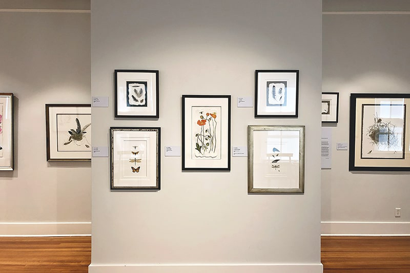 Gallery wall at the Coastal Discovery Museum with framed flora and fauna from the Lowcountry.