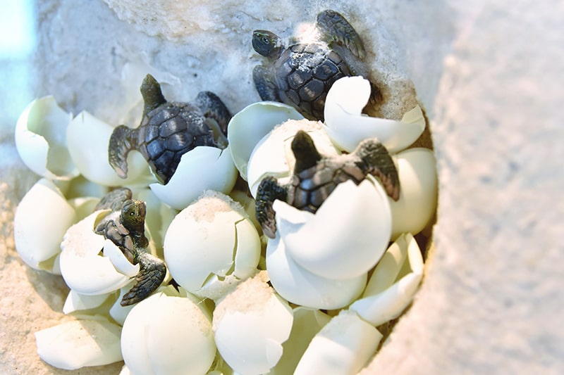 Baby sea turtles hatch and emerge from their eggs.