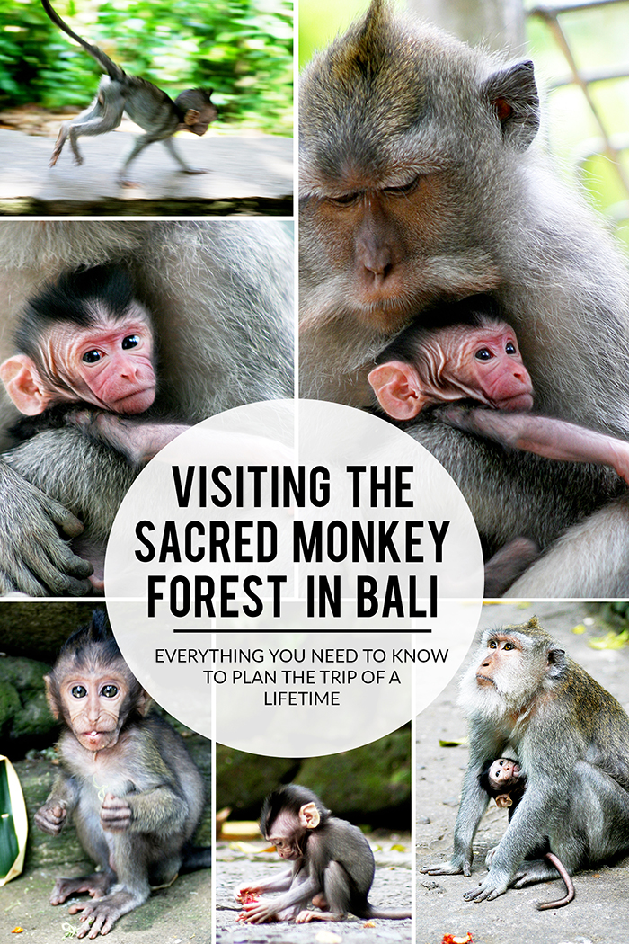 No trip to Bali would be complete without a visit to the sacred monkey forest in Ubud. It's a mystical place, filled with wild monkeys roaming freely, sacred Hindu temples, and beautiful stone carvings. Before you plan your trip, take a few precautions to ensure the best experience. I've included all of my best tips for you in this post!