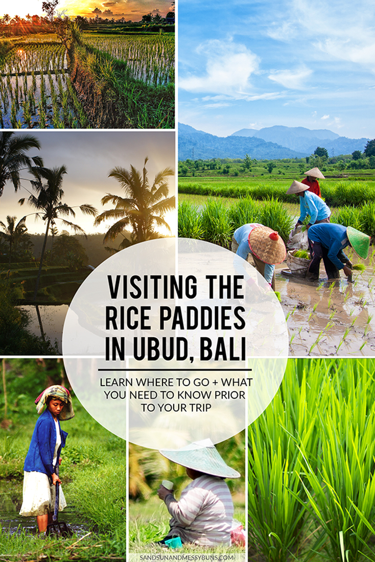 Rice Paddies Ubud: Take a walking tour of the rice paddies and learn what you'll need for your trip, the best time of year to visit, and what photography gear to bring.