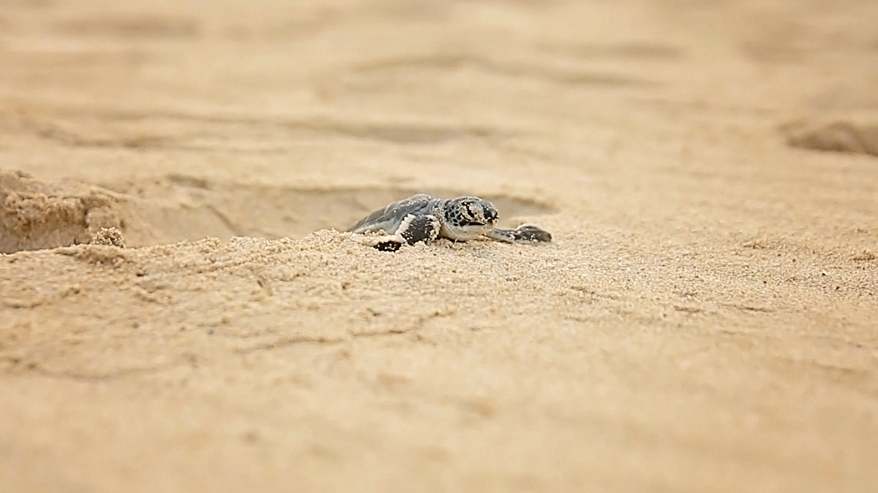 Interested in releasing baby turtles in Cancun, Mexico? It's such a magical experience! Read on to learn how you can do it. 