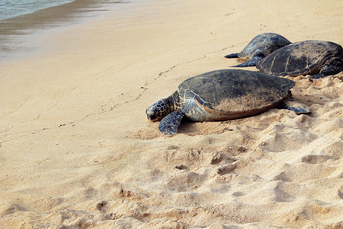 Ecotourism: Learn about releasing baby sea turtles in Cancun