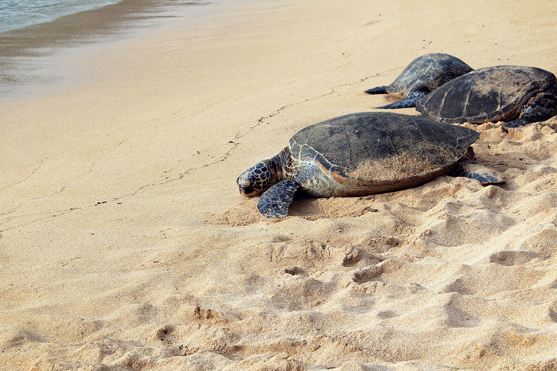 sea turtle cancun