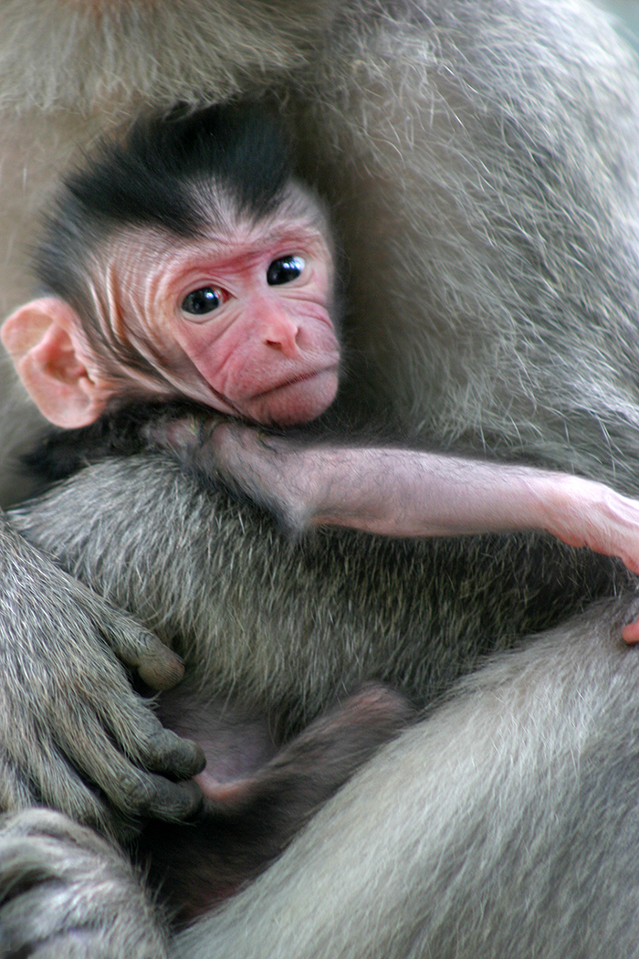 Tight close-up of a baby monkey looking directly into the lens of the camera while being cradled protectively in the arms of another monkey.