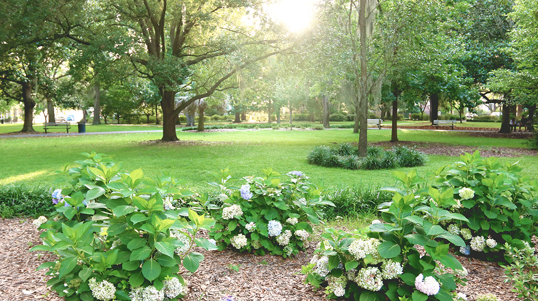 Sweeping views of bright green grass and tall oak trees in Forsyth Park with blooming hydrangeas in the foreground. 