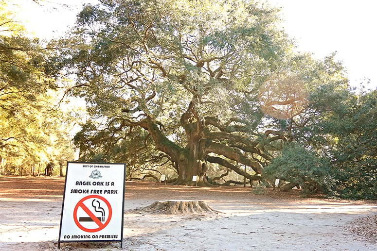 Sign clearly stating the Angel Oak is a Smoke Free Park posted in front of the massive oak tree.