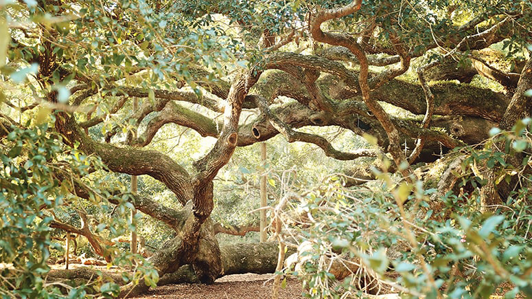 Peeking through leaves in the foreground to the twisted and gnarled limbs of the massive Angel Oak in the background.