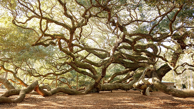 The massive Angel Oak Tree with gnarled limbs twisting outwards as much as upwards.