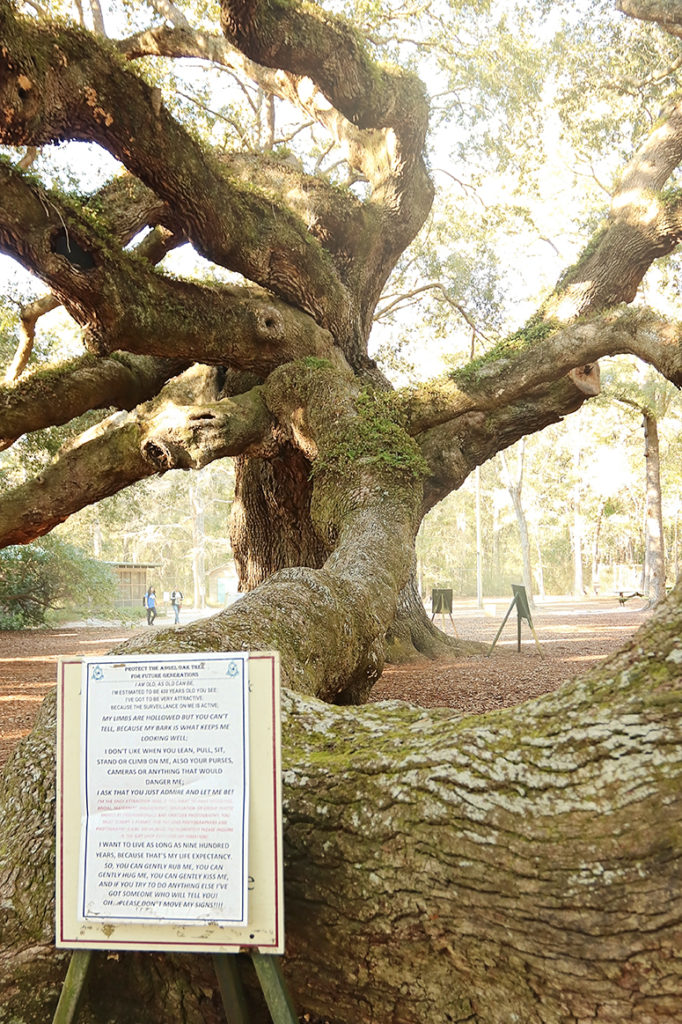 The Angel Oak Tree with a set of rules posted in front of a low-hanging branch. 