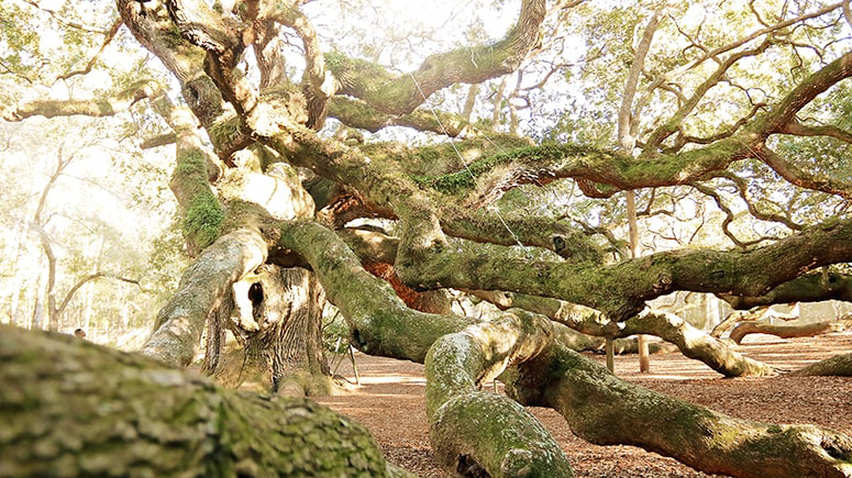 The twisted boughs of the Angel Oak are so heavy they reach the ground and continue growing.