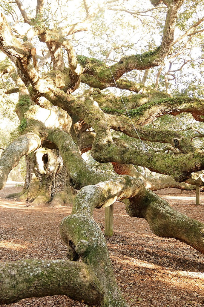 Heavy sideways growing limbs on the Angel Oak and the metal wires offering support.