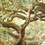 Side view of the gnarled branches of the Angel Oak.
