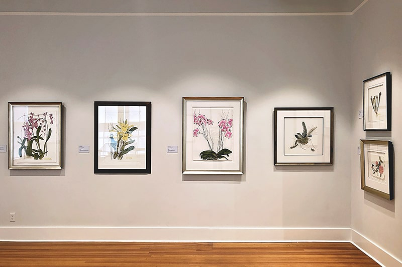 Elegantly framed photos of native plants from the Lowcountry region of South Carolina.