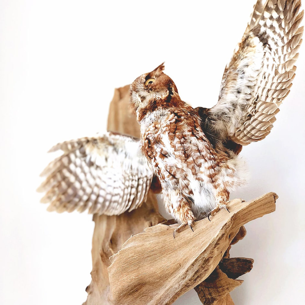 A white and brown owl on display at the Coastal Discovery Museum with its wings outstretched.